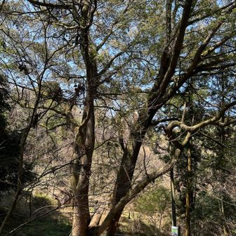 大クスさん🌳また来たよ