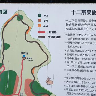 十二所果樹園では梅、栗、ゆず等（栗を拾ってはいけません）