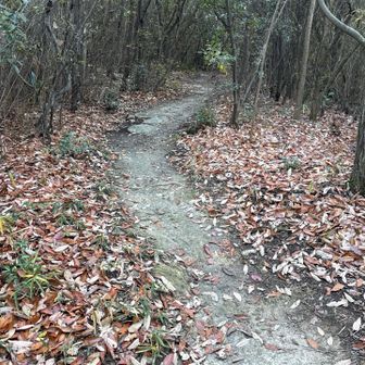 尾根道歩きやすい