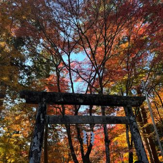 紅葉🍁が素晴らしい