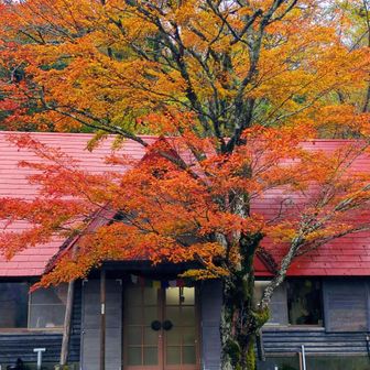 午後も雨予報だったけどたいして降らず、食後まったりゆったり〜　山の家のもみじに見送られて帰ります🍁　また来週〜