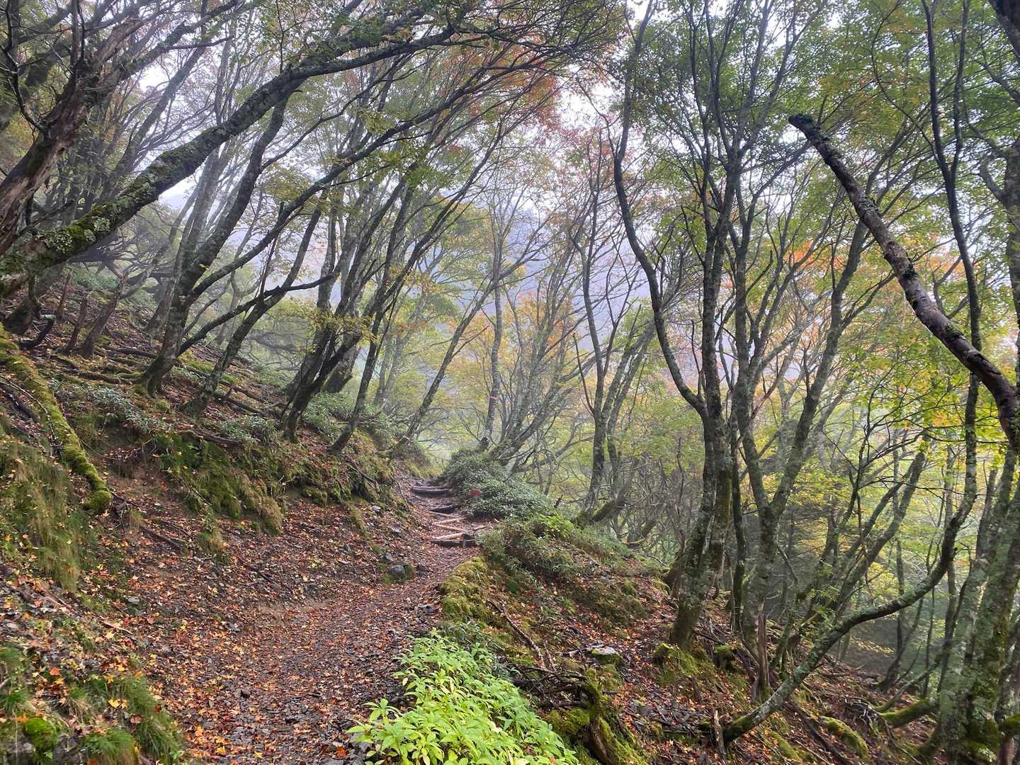 ガスガスの山頂に向けて、幻想的な雰囲気の中を
大剱神社方面へ🥾
まだ少し紅葉には早かったかな🍁
