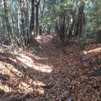旧杣道の広い道