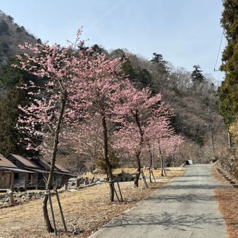 下山中、キャンプ場の花が綺麗でした🤩