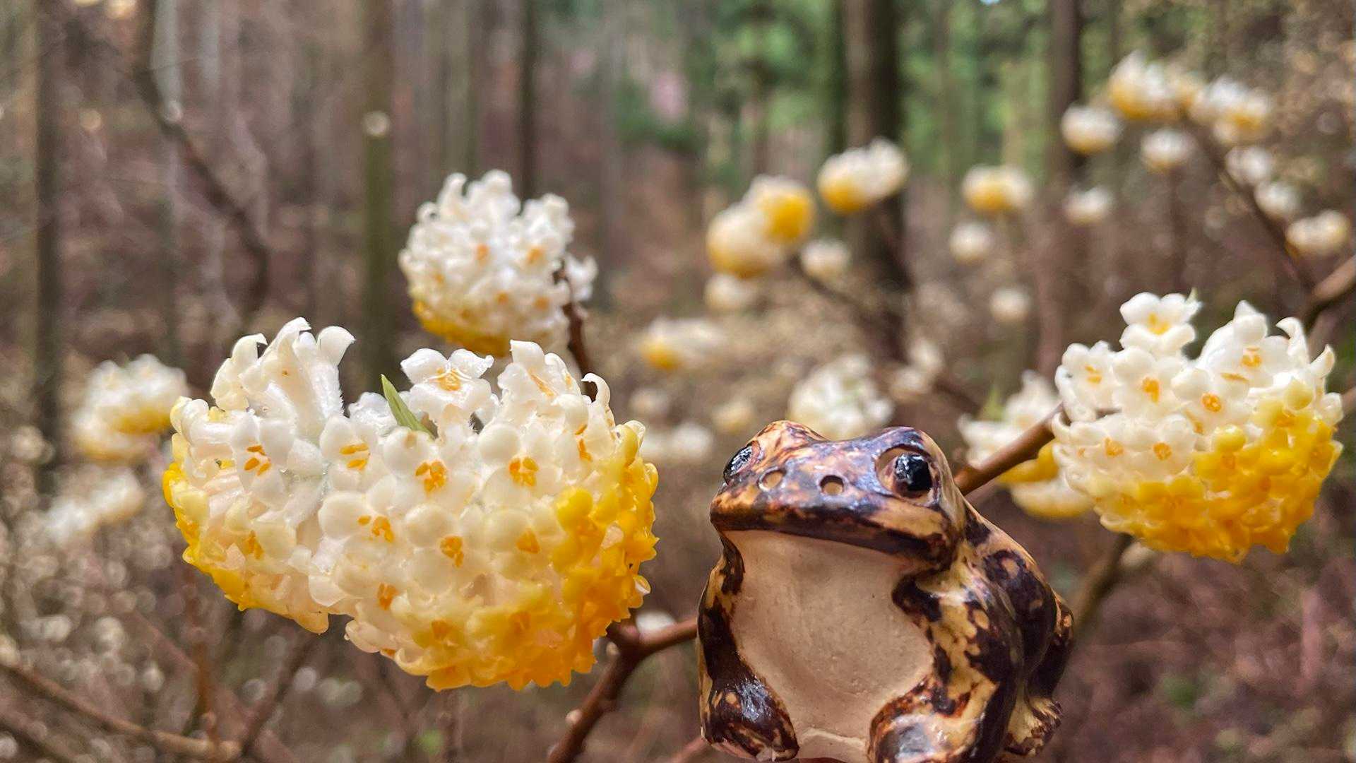 ミツマタ🌼とガマ🐸😆
良い香り😊