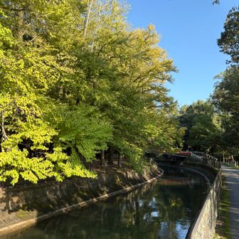 静かに流れる湖水からひんやり涼しいものを感じるなー。まもなく色づく黄緑もみじと夕方の青空のコントラストが何ともいえない😊