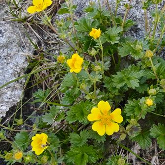 天空の花園
ミヤマキンバイ