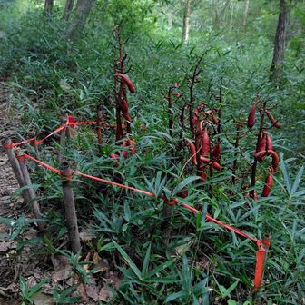 「ツチアケビ」？

赤色の植物と赤色のテープで囲っているので毒性の強い怖い植物だと思ってました