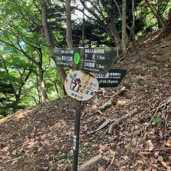 蓑毛越の手前。山頂への分岐もあるけど、そちらには行かず、ゆるく下社を目指します。

そういえば蓑毛あたりはヒルの巣窟と聞いてたので、びびって3分おきくらいにヒルチェックしてたけど、暑すぎるのか湿度のせいか、今日は全然出会わなかったな🪱
