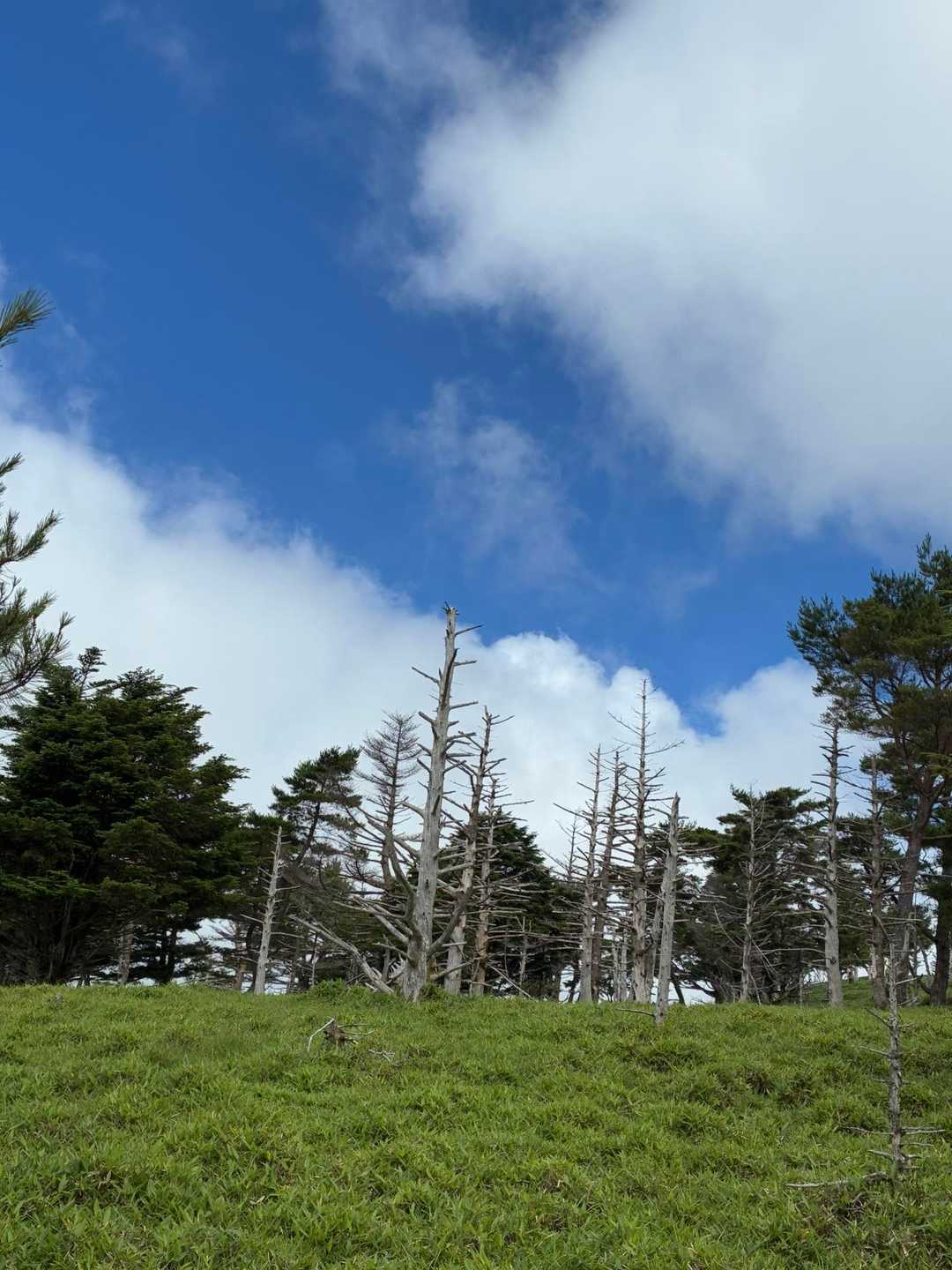 これまた、最高✨白骨樹も沢山あり、みがいがあります✨