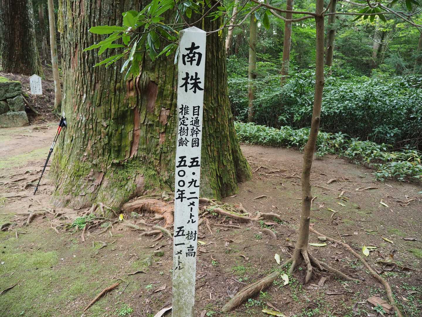 杉の大木の説明