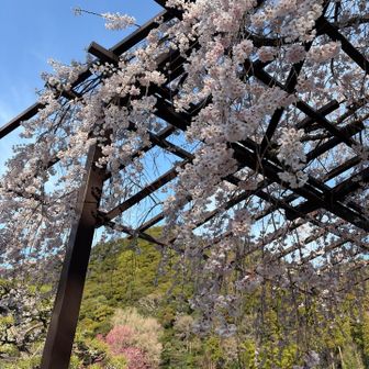 枝垂れ桜🌸と遠くに桃の花🍑
