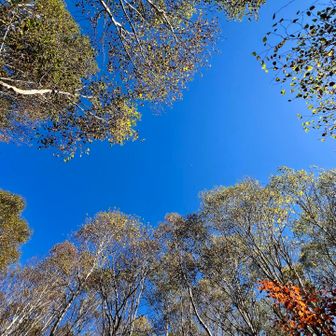 急登に疲れ、見上げた空が素敵すぎた😃