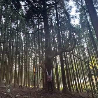 護神木かな？🙌