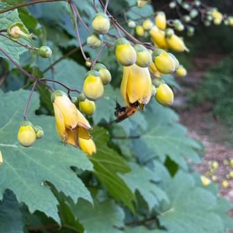 キレンゲショウマ（黄蓮華升麻）♡