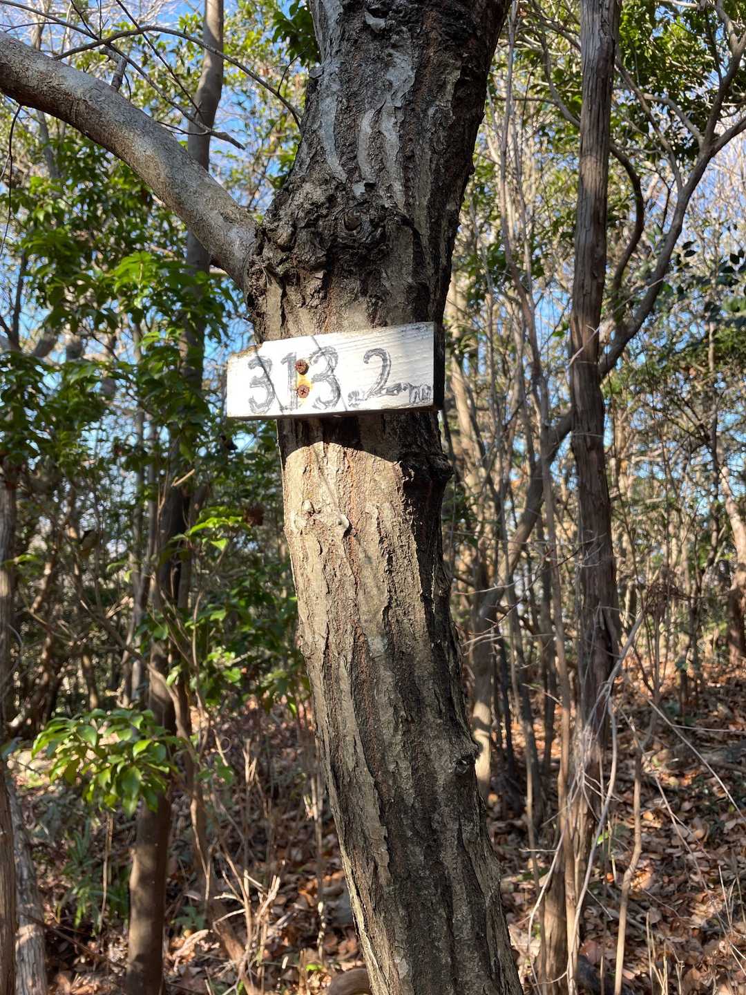 所々こんな数字が木に付いてます。
標高かな？