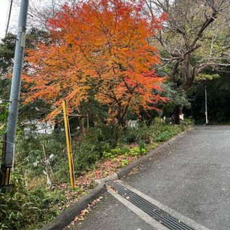 紅が映えます