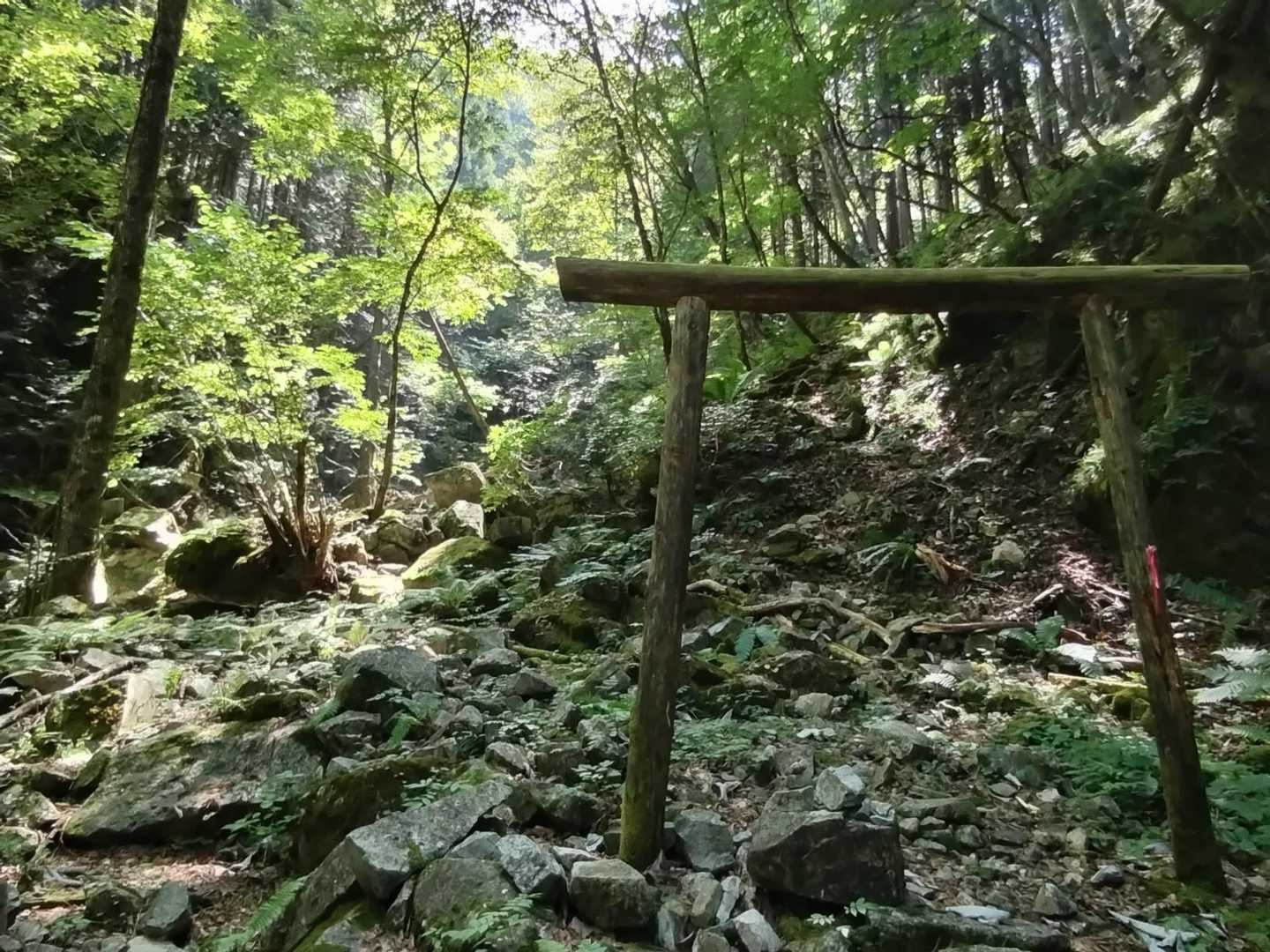 ここから神域⛩️
登山道はシダが多く、ジャングルを歩いている気分になります（本物は歩いたことがありません🤣）