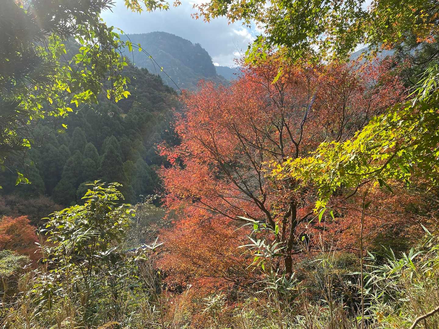紅葉🍁が綺麗