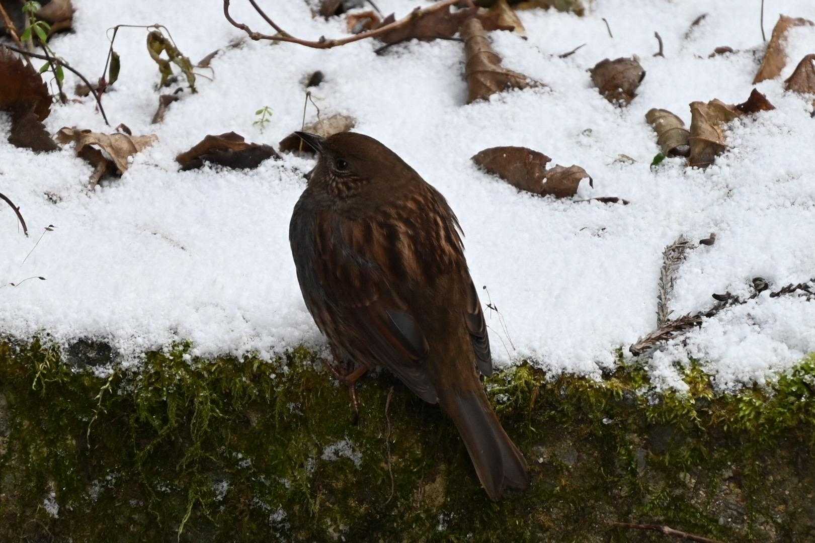 カヤクグリ