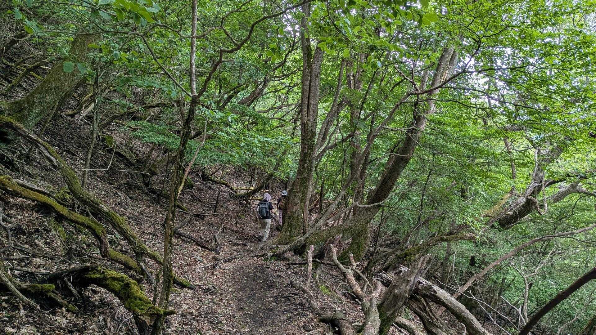 くじゅう登山口バス停-指山 周回コースの写真