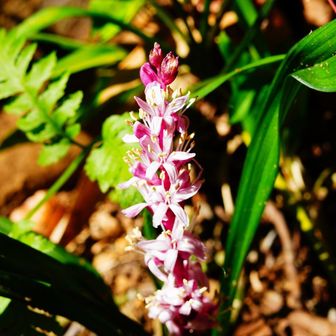 高尾病院横のキチジョウソウはまだ残ってました