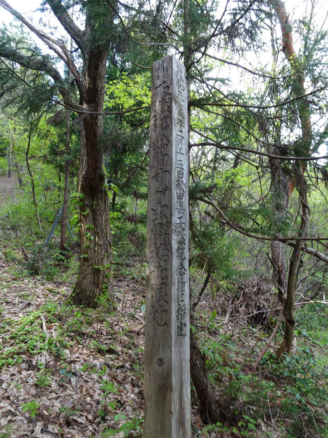 鈴虫群棲北限地だそう。
そういえば、昔から野生の鈴虫は見たことない(私は青森育ちです)。