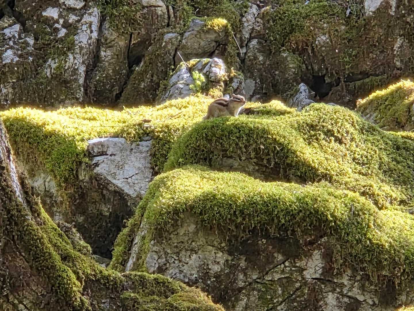 いたいた🐿ﾞ