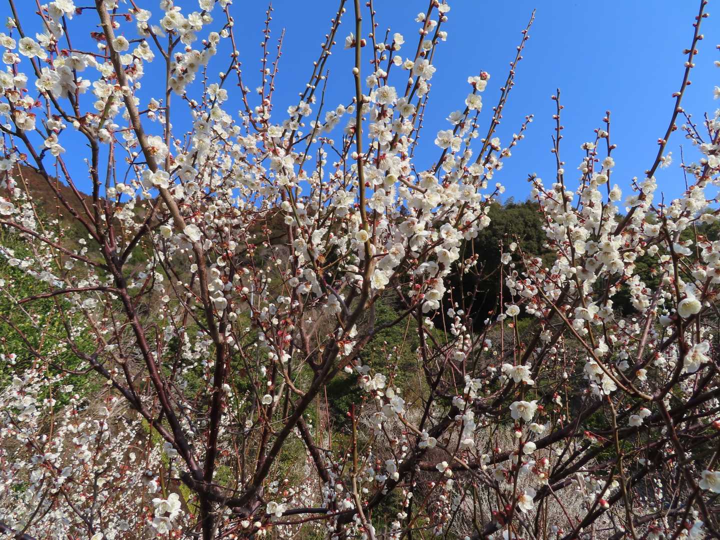 登って行く脇では梅の花の芳香が漂っています