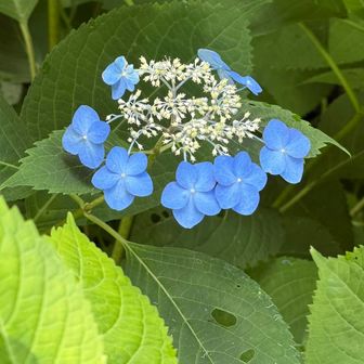ここではまだ紫陽花も見頃
