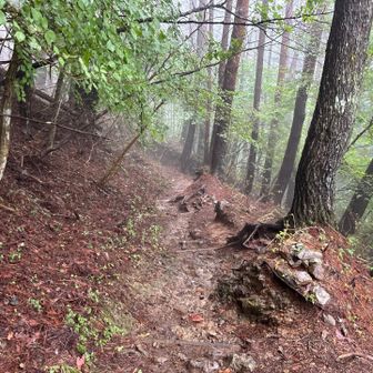 登山道の様子です