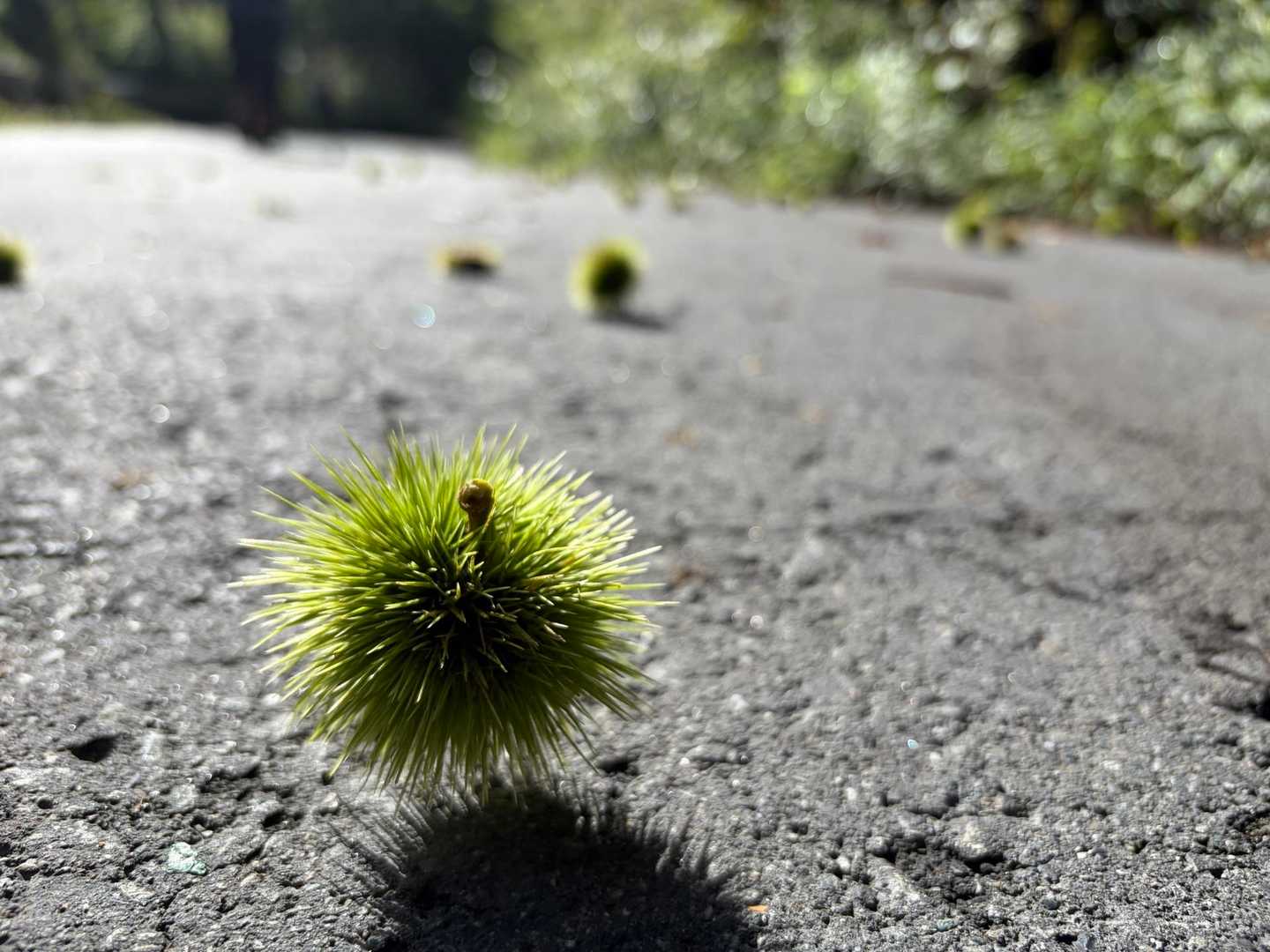 栗🌰
もう秋の気配？