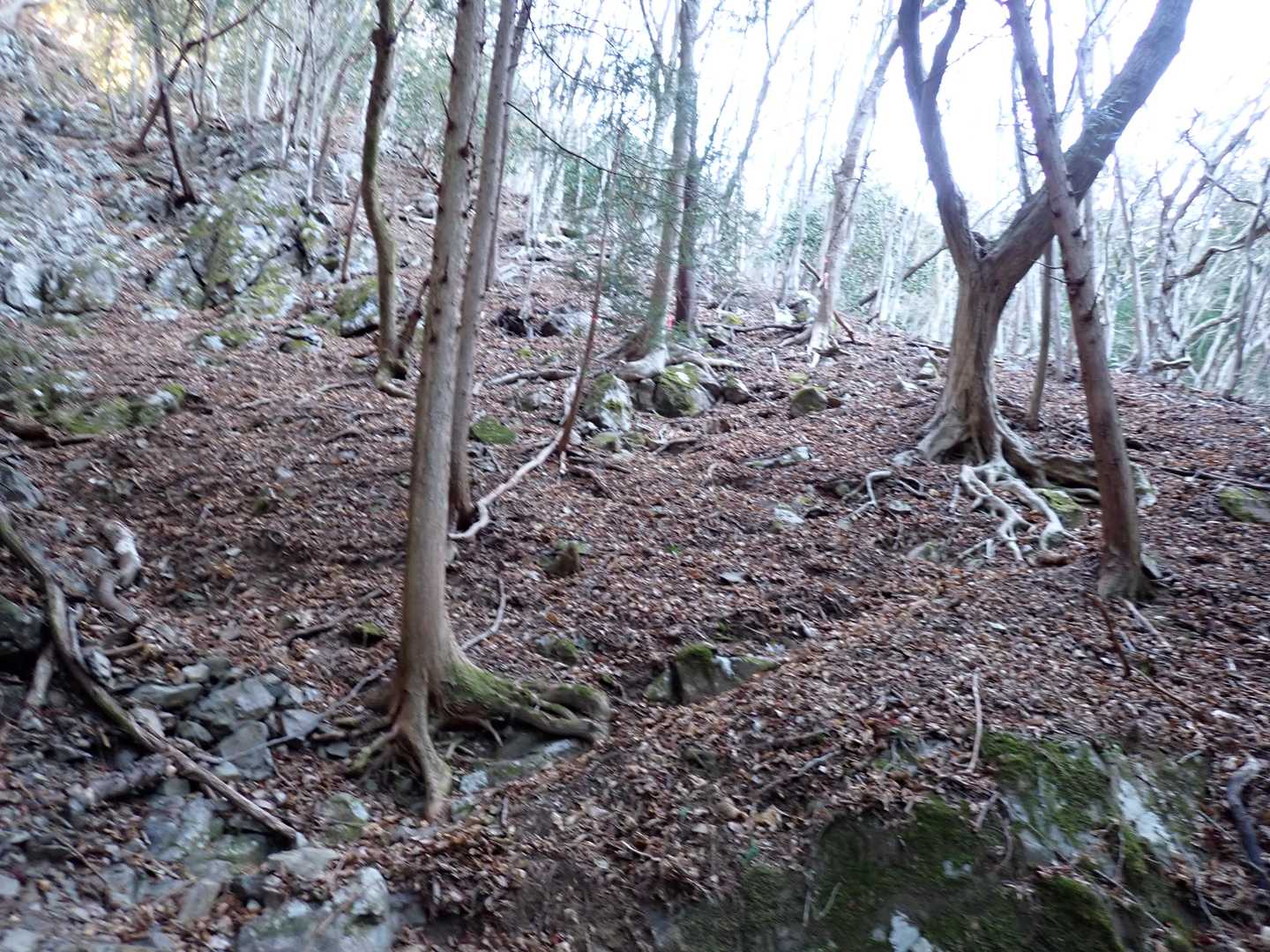 急坂を九十九に登る。