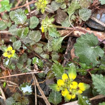 名前が可哀想なヨゴレネコノメと思ったんですが、他の方のレポから勉強させていただき、黄色が鮮やかなのはニッコウネコノメソウとあったので，そうなんですね。ありがとうございます😊