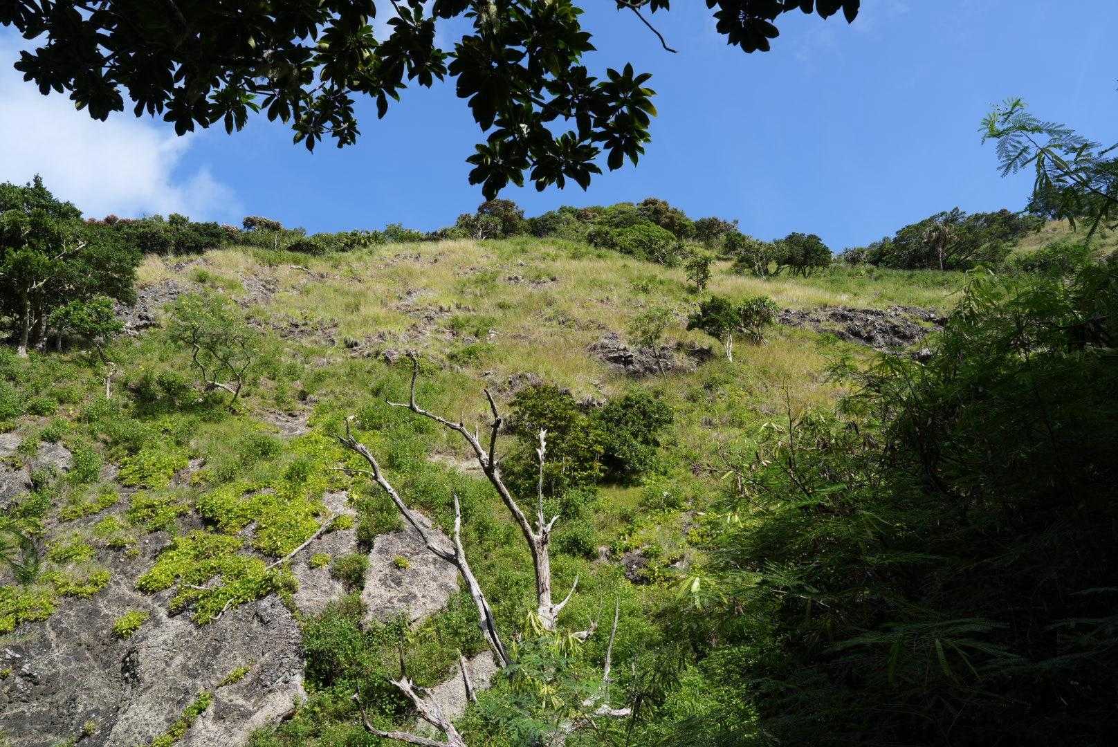 斜面に山羊が何頭もいます、小笠原での駆除対象は野猫、山羊、ネズミ等々