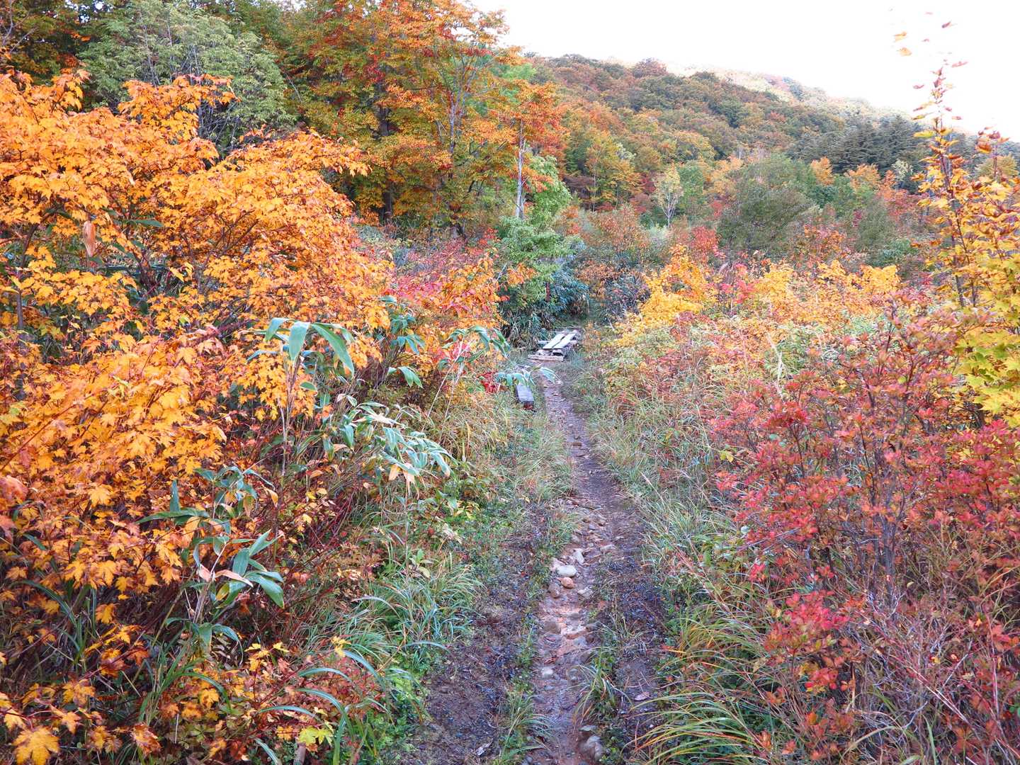 登山口は標高1000ｍくらい、紅葉は進んでいた