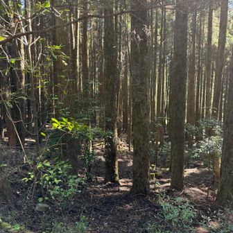 この奥に駐車場が見えます
この中を突っ切ります