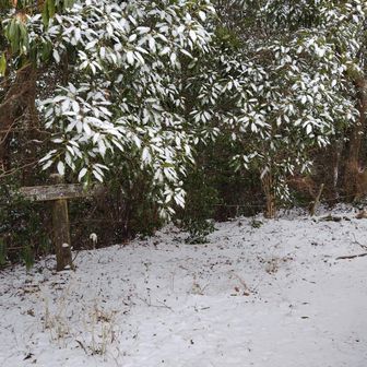 あー
この美しい雪景色を見るために私は手袋を忘れたのかな？
と、ウキウキ雪を楽しんでいた