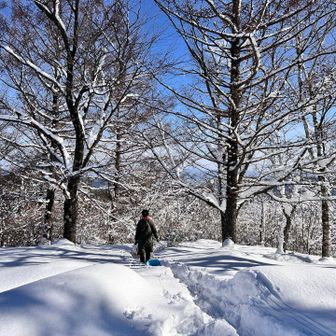 下山はあお君先頭でソリで下るそう。🐕ゾリ🛷みたい😆