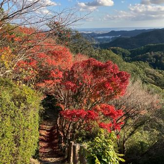 紅葉真っ盛り🍁