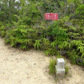行者山（313ｍ）三角点