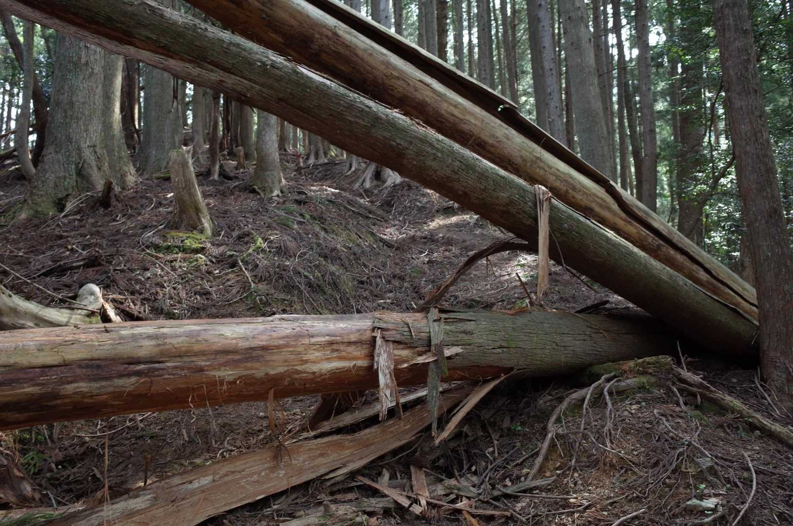そして通せんぼ。。。