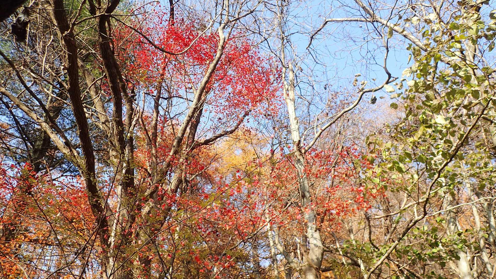 紅葉が