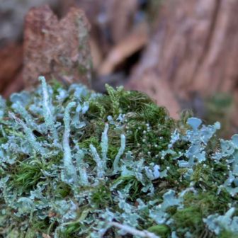 モンロー💋ぽいけど…