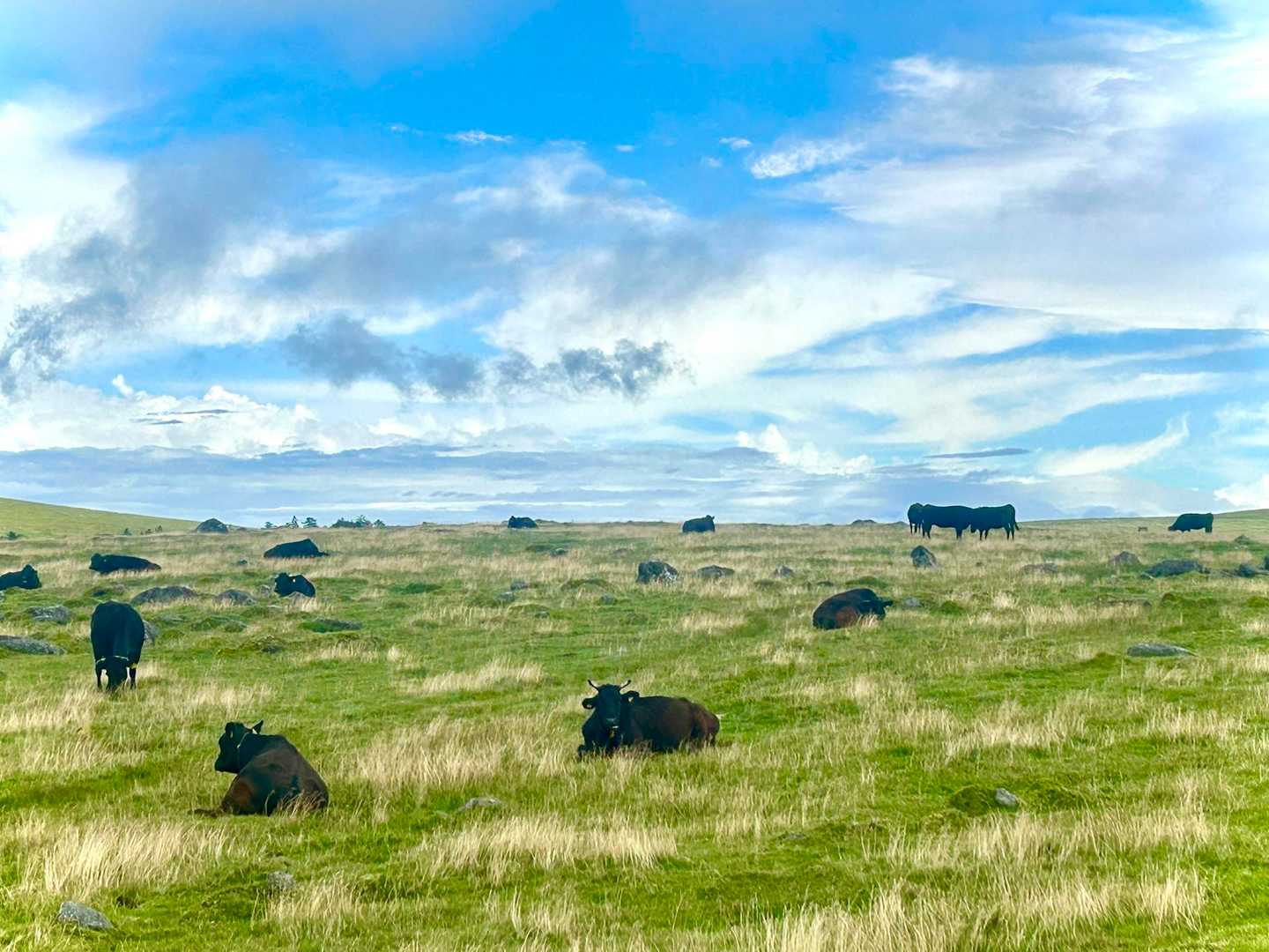 🐃