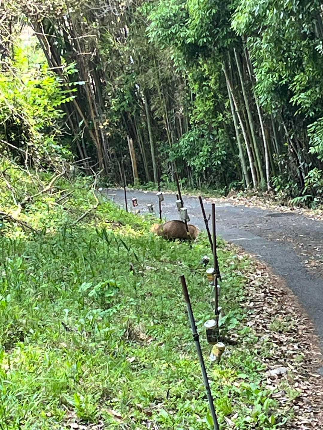 タヌキ？ハクビシン？なんかモフモフがおりました。