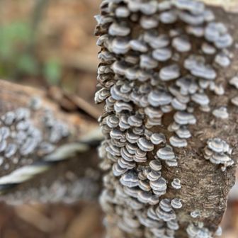 これこそマクロで撮らなきゃ📸✨
リュックにしまったのでiPhone撮影🤣