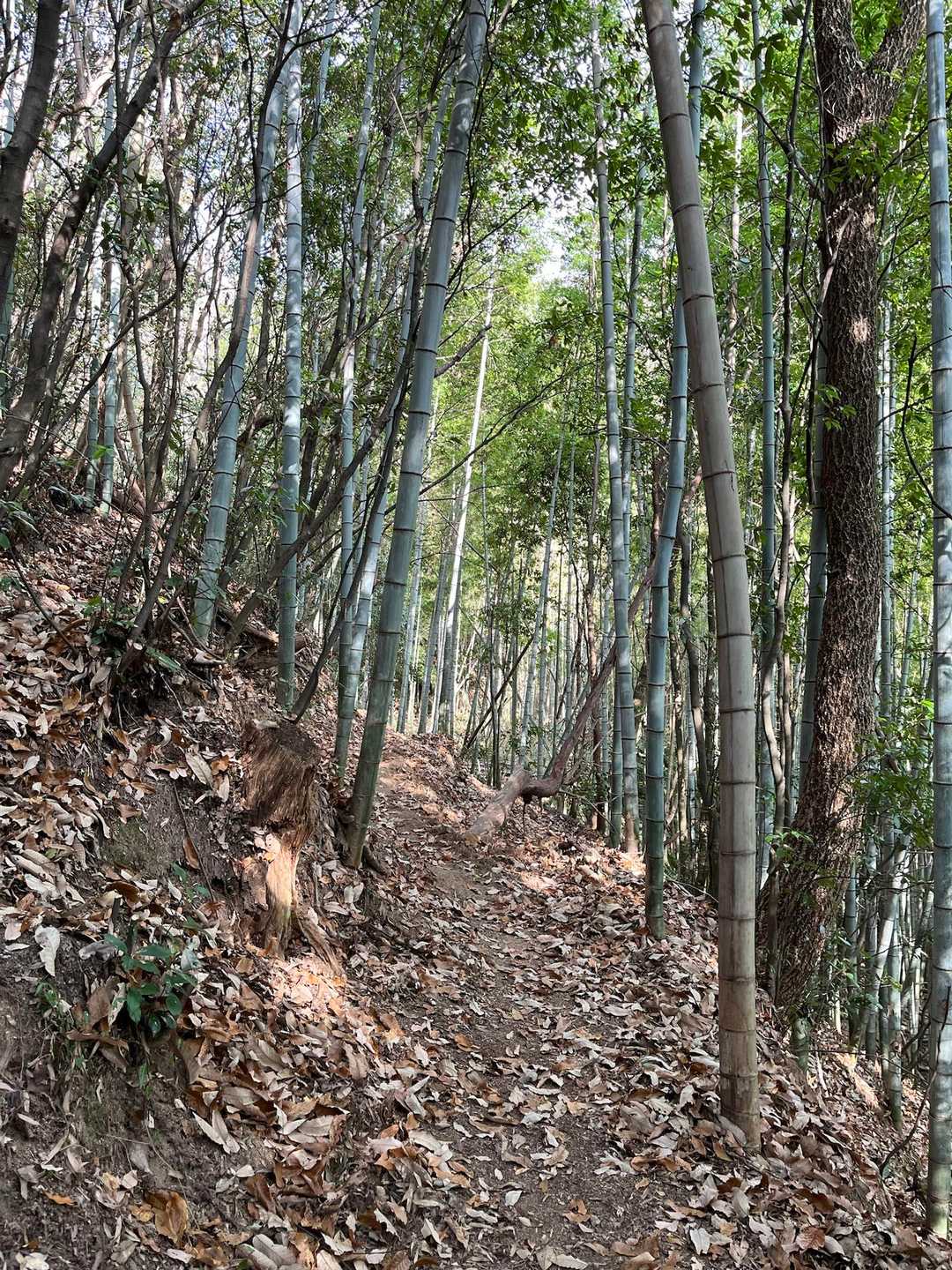 2025年の初登りはゆるゆると歩きやすく🚶‍♀️