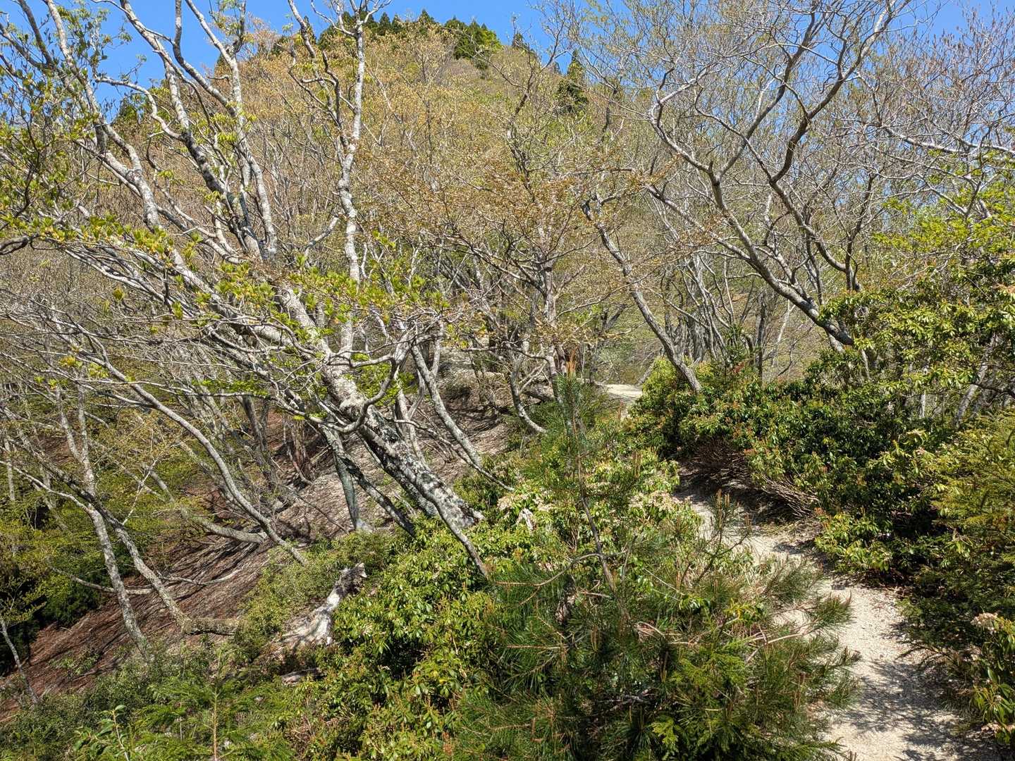 前山⛰️に向かって、気持ちのいい尾根歩き