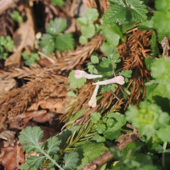 ジロボウエンゴサク